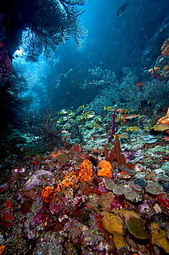 Reef scene, Dominica, West Indies, Caribbean, Central America