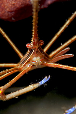 Yellowline arrow crab (Stenorhynchus seticornis), Dominica, West Indies, Caribbean, Central America