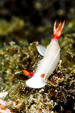 Hypselodoris bullockii nudibranch, grows to 70mm, Indo-west Pacific waters, varies greatly in colours, Philippines, Southeast Asia, Asia