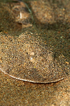 Lesser electric ray (Narcine brasiliensis), Dominica, West Indies, Caribbean, Central America