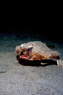 A rare longnose walking batfish (Ogcocephalus corniger) that usually lives at depths to 300m, Dominica, West Indies, Caribbean, Central America