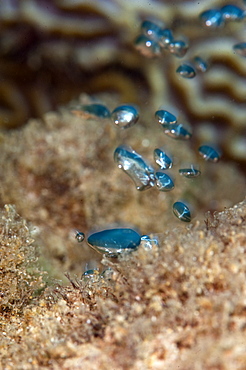 Hot water bubbles produced by the volcanic rock, Dominica, West Indies, Caribbean, Central America