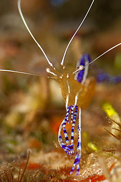 Pederson shrimp (Periclimenes pedersoni), Dominica, West Indies, Caribbean, Central America