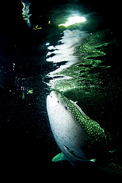 Whale shark (Rhincodon typus) feeding at night, Maldives, Indian Ocean, Asia