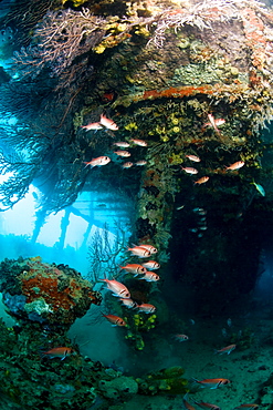 Coral growth inside the wreck of the Lesleen M freighter, sunk as an artificial reef in 1985 in Anse Cochon Bay, St. Lucia, West Indies, Caribbean, Central America