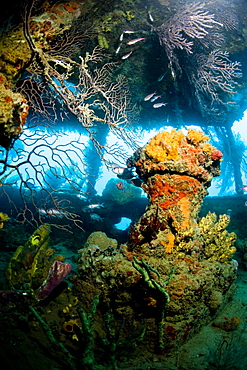 Coral growth inside the wreck of the Lesleen M freighter, sunk as an artificial reef in 1985 in Anse Cochon Bay, St. Lucia, West Indies, Caribbean, Central America