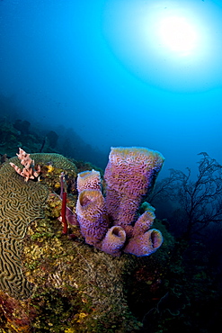 Azure vase sponge (Callyspongia plicifera), and sunburst, St. Lucia, West Indies, Caribbean, Central America