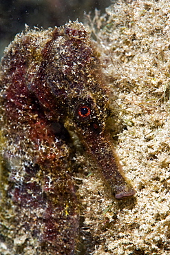 Longsnout seahorse (Hippocampus reidi), uncommon to Caribbean, grows to 2.5 to 4 inches, St. Lucia, West Indies, Caribbean, Central America