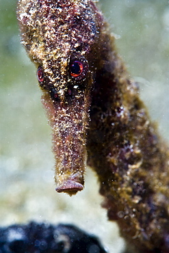 Longsnout seahorse (Hippocampus reidi), uncommon to Caribbean, grows to 2.5 to 4 inches, St. Lucia, West Indies, Caribbean, Central America