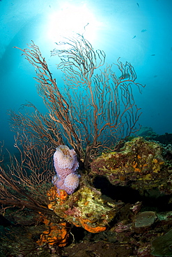 Reef scene with fan coral and vase sponge, St. Lucia, West Indies, Caribbean, Central America