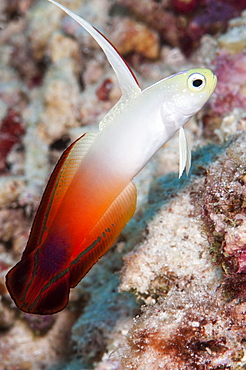 Fire dartfish (Nemateleotris magnifica), Sulawesi, Indonesia, Southeast Asia, Asia