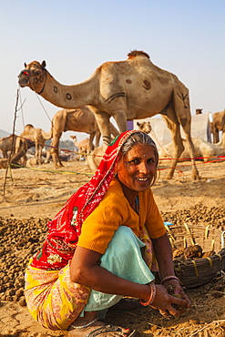 Woman collecting camel droppings to use as fuel, Pushkar Camel Fair, Pushkar, Rajasthan, India, Asia