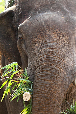 Indian elephant (Elephas maximus indicus), Bandhavgarh National Park, Madhya Pradesh, India, Asia 