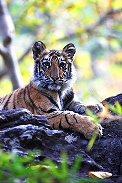 Bengal tiger, Panthera tigris tigris, Bandhavgarh National Park, Madhya Pradesh, India