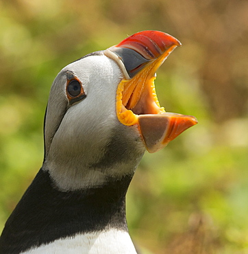 Puffin with gaping beak showing barbs in roof of beak, Wales, United Kingdom, Europe