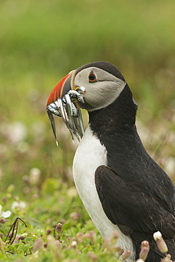 Puffin with beak full of sand eels, Wales, United Kingdom, Europe