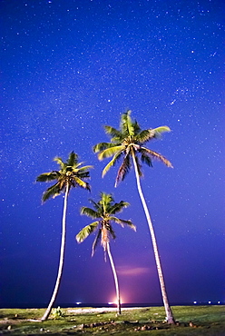 Palm trees under stars on a clear starry night at Midigama, near Weligama on the South Coast of Sri Lanka, Asia