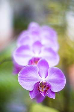 Orchids in the Orchid House, Kandy Royal Botanical Gardens, Peradeniya, Kandy, Sri Lanka, Asia 