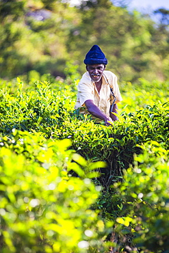 Ceylon tea plantation, a tea picker picking tea in the Sri Lanka Central Highlands and Tea Country, Sri Lanka, Asia 