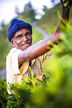 Portrait of a tea picker in a tea plantation in the Sri Lanka Central Highlands, Sri Lanka, Asia