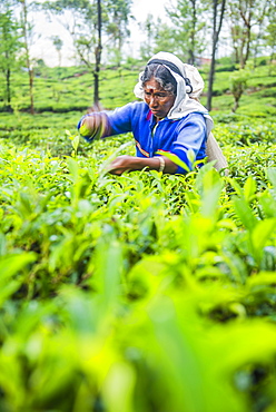 Tea picker plucking tea in a tea plantation in the Sri Lanka Central Highlands and Tea Country, Sri Lanka, Asia 