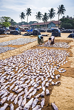 Women drying fish in Negombo fish market (Lellama fish market), Negombo, West Coast, Sri Lanka, Asia 