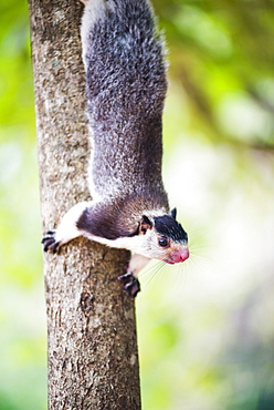 Grizzled giant squirrel (Ratufa macroura) at Sigiriya Rock Fortress, Sri Lanka, Asia 