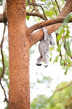 Koala Bear (Phascolarctos cinereus) at Port Macquarie Koala Bear Hospital, New South Wales, Australia, Pacific