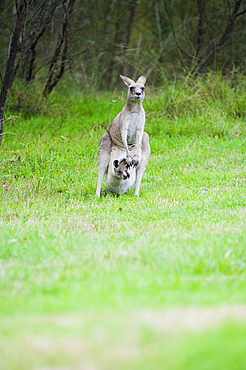 Eastern grey kangaroo (Macropus giganteus) mother with a baby joey in her pouch in the Blue Mountains Area, New South Wales, Australia, Pacific