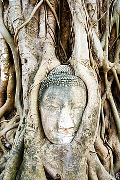 Large stone Buddha head in fig tree roots, Wat Mahathat, Ayutthaya, UNESCO World Heritage Site, Thailand, Southeast Asia, Asia