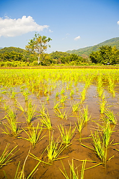 Rice paddy field landscape in the mountains surrounding Chiang Rai, Thailand, Southeast Asia, Asia