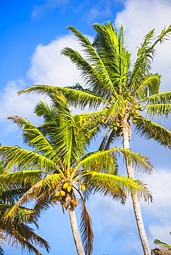 Palm tree, Muri, Rarotonga, Cook Islands, South Pacific, Pacific