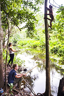 Red howler monkey, tourists piranha fishing, Tambopata National Reserve, Puerto Maldonado Amazon Jungle area of Peru, South America