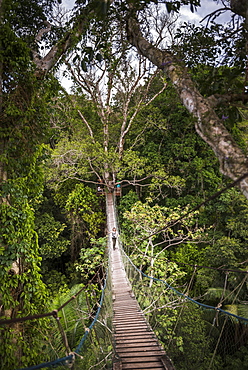 Amazon Jungle swinging rope bridge in Puerto Maldonado area, Peru, South America