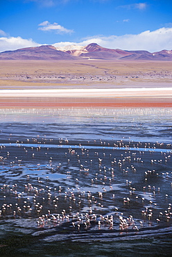 Flamingos at Laguna Colorada (Red Lagoon), a salt lake in the Altiplano of Bolivia in Eduardo Avaroa Andean Fauna National Reserve, Bolivia, South America