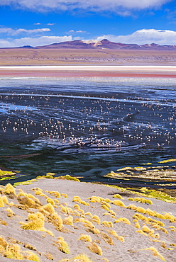 Flamingos at Laguna Colorada (Red Lagoon), a salt lake in the Altiplano of Bolivia in Eduardo Avaroa Andean Fauna National Reserve, Bolivia, South America