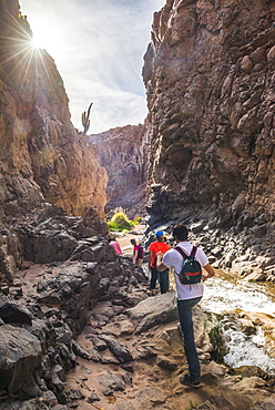 Trekking in Cactus Valley (Los Cardones Ravine), Atacama Desert, North Chile, Chile, South America