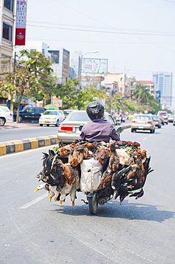 Live chickens and ducks being taken to market on a moped in Phnom Penh, Cambodia, Indochina, Southeast Asia, Asia