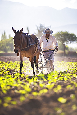 Farmer in the Cachi Valley, Calchaqui Valleys, Salta Province, North Argentina, Argentina, South America