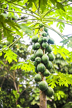 Papaya tree, Amazon Rainforest, Coca, Ecuador, South America