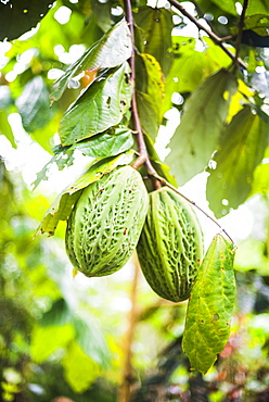 White cacao tree, Amazon Rainforest, Coca, Ecuador, South America