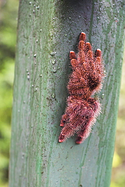 Tarantula, Amazon Rainforest, Coca, Ecuador, South America