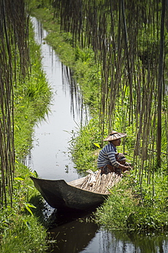 Floating Gardens, Inle Lake, Shan State, Myanmar (Burma), Asia