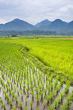 Rice paddy fields, Bukittinggi, West Sumatra, Indonesia, Southeast Asia, Asia