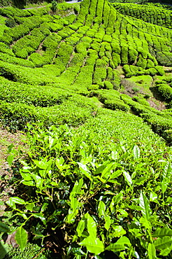 BOH tea plantation, Cameron Highlands, Malaysia, Southeast Asia, Asia