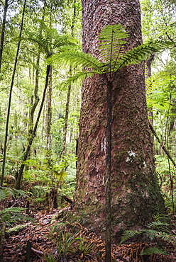 Fern and Kauri Tree, Waipoua Kauri Forest, Northland Region, North Island, New Zealand, Pacific