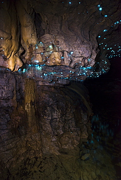 Glow worms in Waitomo Caves, Waikato Region, North Island, New Zealand, Pacific