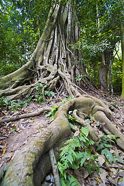 Old twisted roots in the forest at the Kuang Si Waterfalls, Luang Prabang, Laos, SIndochina, Southeast Asia, Asia