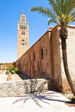 Katoubia Mosque and palm tree in Djemaa El Fna, the famous square in Marrakech, Morocco, North Africa, Africa 