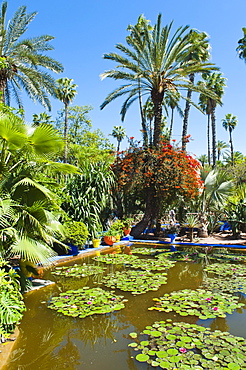 Pond and palm tree, Majorelle Gardens (Gardens of Yves Saint-Laurent), Marrakech, Morocco, North Africa, Africa 